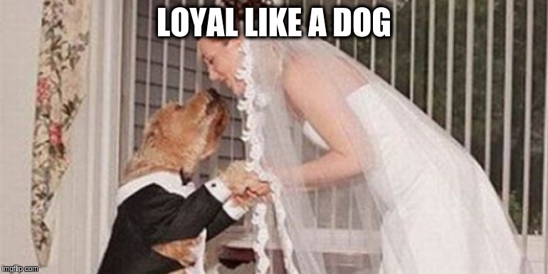 loyal-like-a-dog